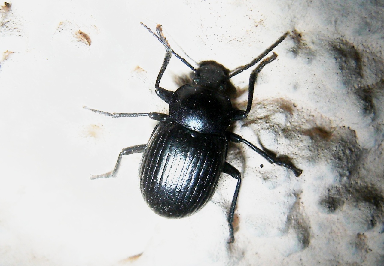 Coleotteri autunnali